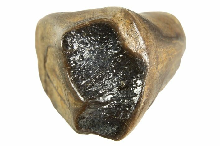 Fossil Dinosaur (Leptoceratops) Shed Tooth - Montana #338982